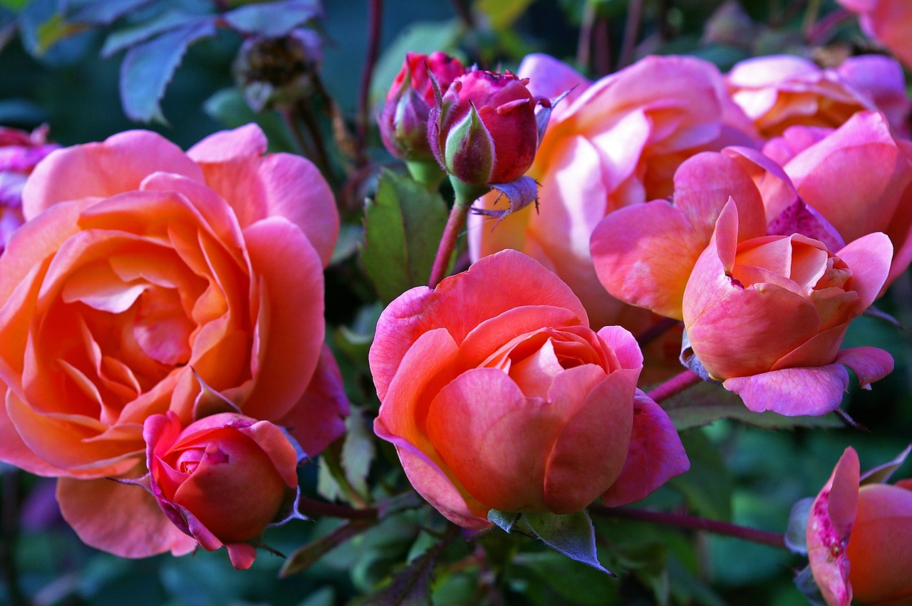 Rožės, Sodo Rožė, Westerland, Krūmas Rožė, Gėlės, Gamta, Oranžinė, Graži Gėlė, Žydėti, Gražus