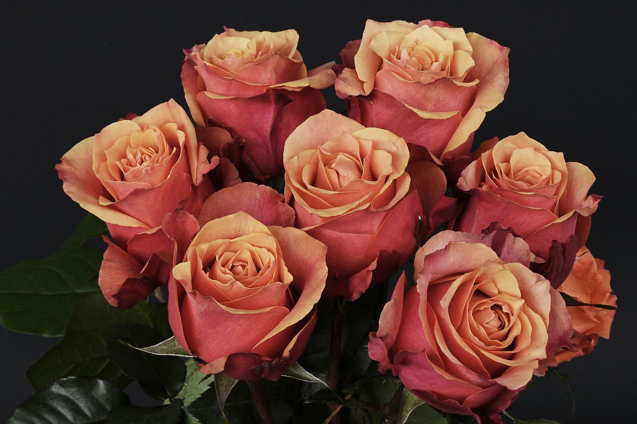 Rožės, Gėlės, Rožė, Romantiškas, Meilė, Kvepalai, Augalas, Gėlių Puokštė, Motinos Diena, Gražus