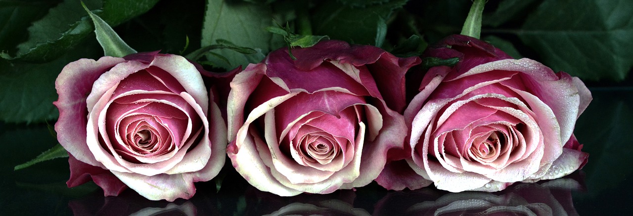 Rožės, Gėlės, Rožė, Romantiškas, Meilė, Kvepalai, Augalas, Gražus, Atvirukas, Ačiū