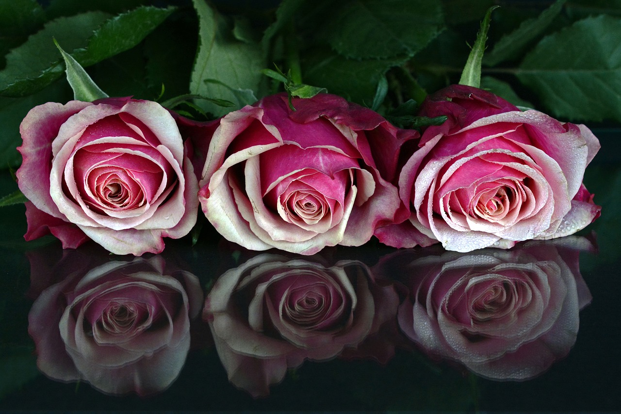 Rožės, Gėlės, Rožė, Romantiškas, Meilė, Kvepalai, Augalas, Gražus, Atvirukas, Ačiū