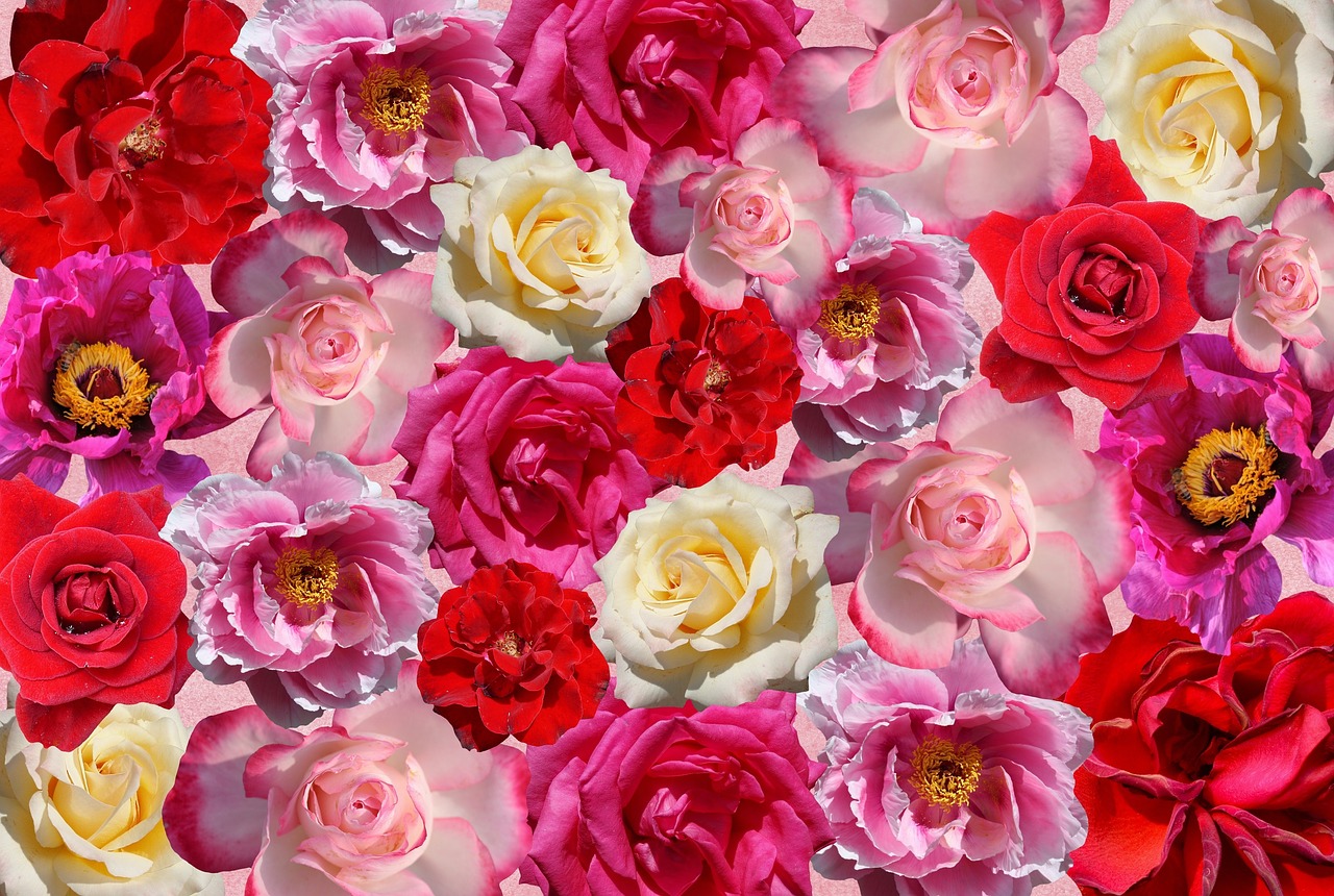 Rožės, Gėlės, Meilė, Raudona, Rožinis, Gamta, Sodo Rožės, Romantiškas, Valentino Diena, Išaugo Žydėti