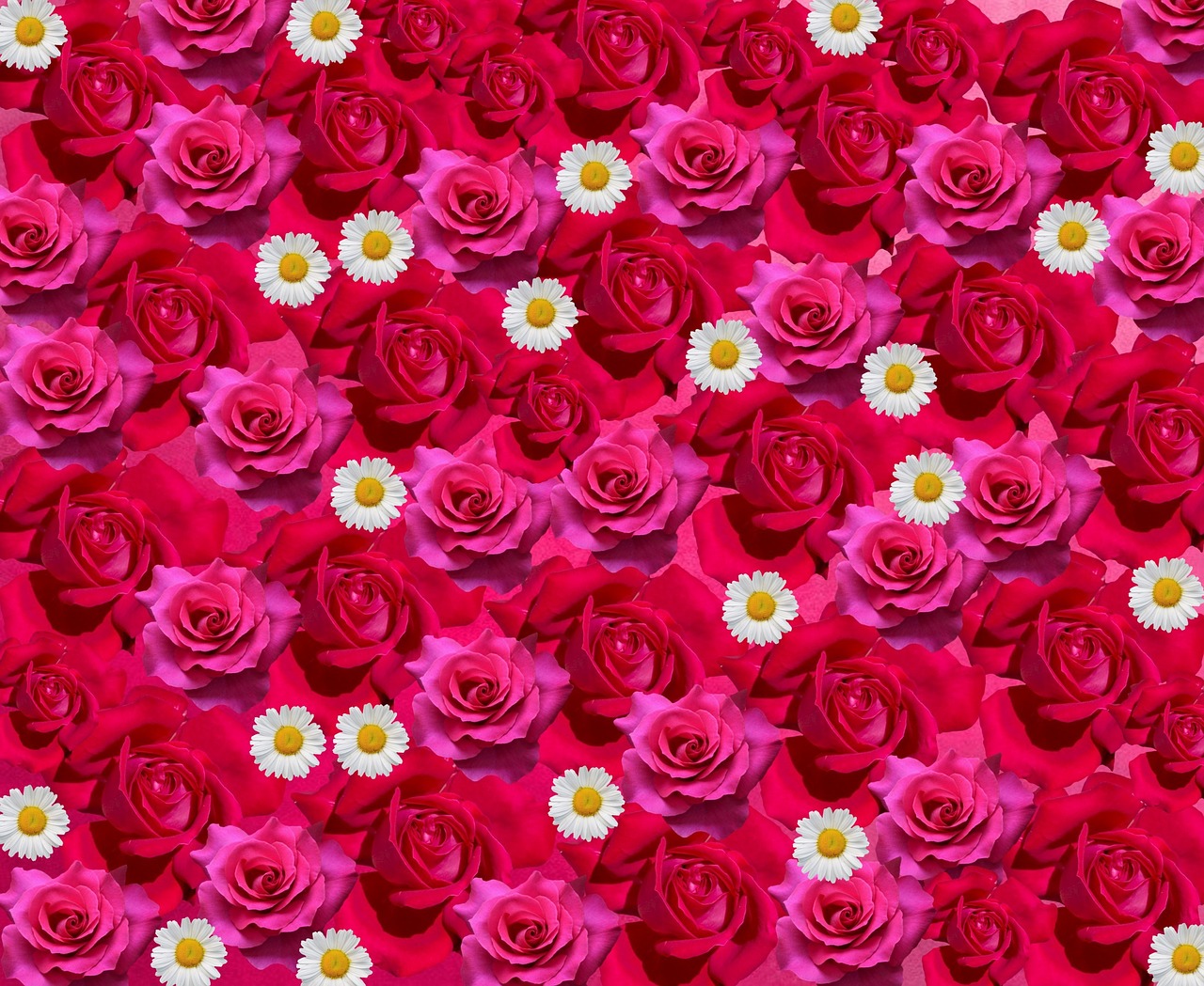 Rožės, Meilė, Romantiškas, Raudona Roze, Gėlės, Žiedas, Žydėti, Rožinis, Gražus, Valentino Diena