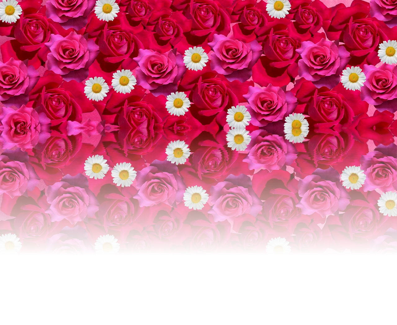 Rožės, Meilė, Romantiškas, Raudona Roze, Gėlės, Žiedas, Žydėti, Rožinis, Gražus, Valentino Diena