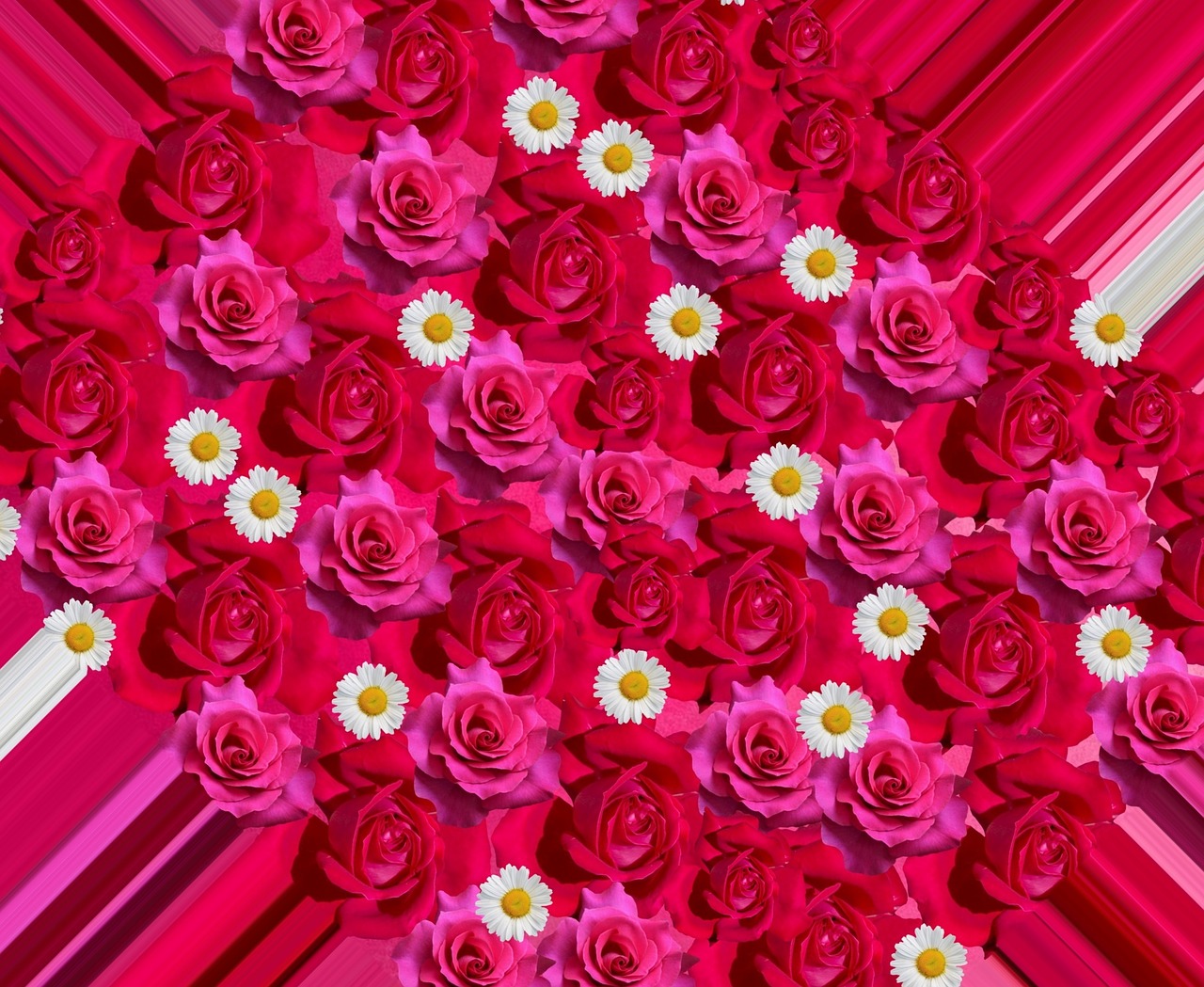 Rožės, Gėlės, Meilė, Valentino Diena, Vestuvės, Raudona Roze, Gėlė, Raudona, Rožinis, Gamta