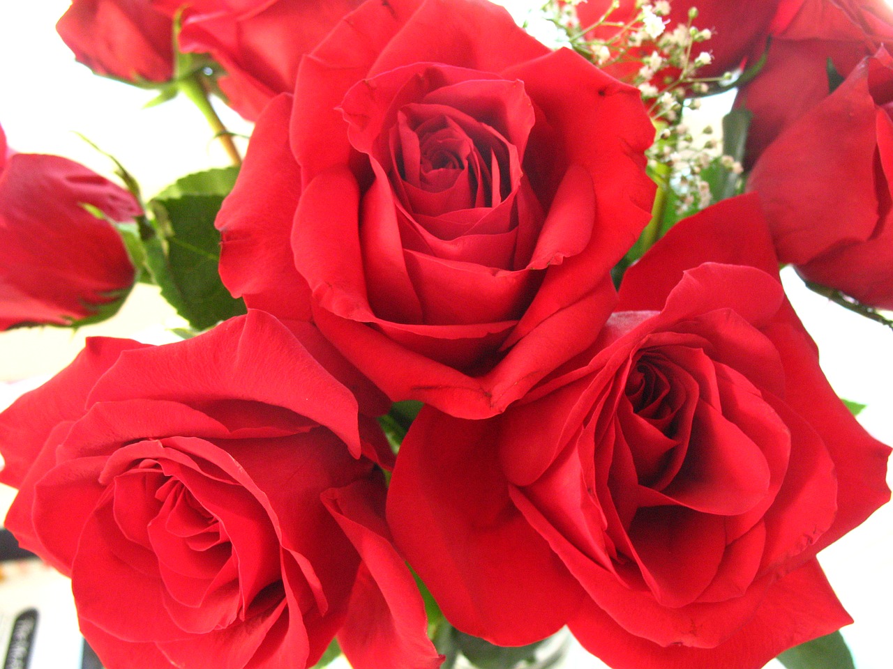 Rožės, Raudona, Gėlė, Meilė, Romantika, Raudonos Rožės, Gėlių, Gamta, Žiedas, Žydėti