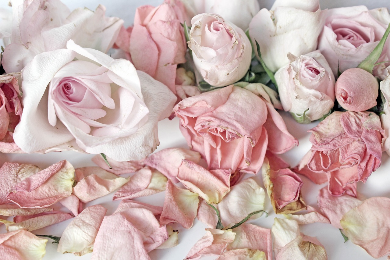 Rožės, Rožinis, Fonas, Romantiškas, Balta, Vintage, Apdaila, Išaugo Žydėti, Victorian, Romantika