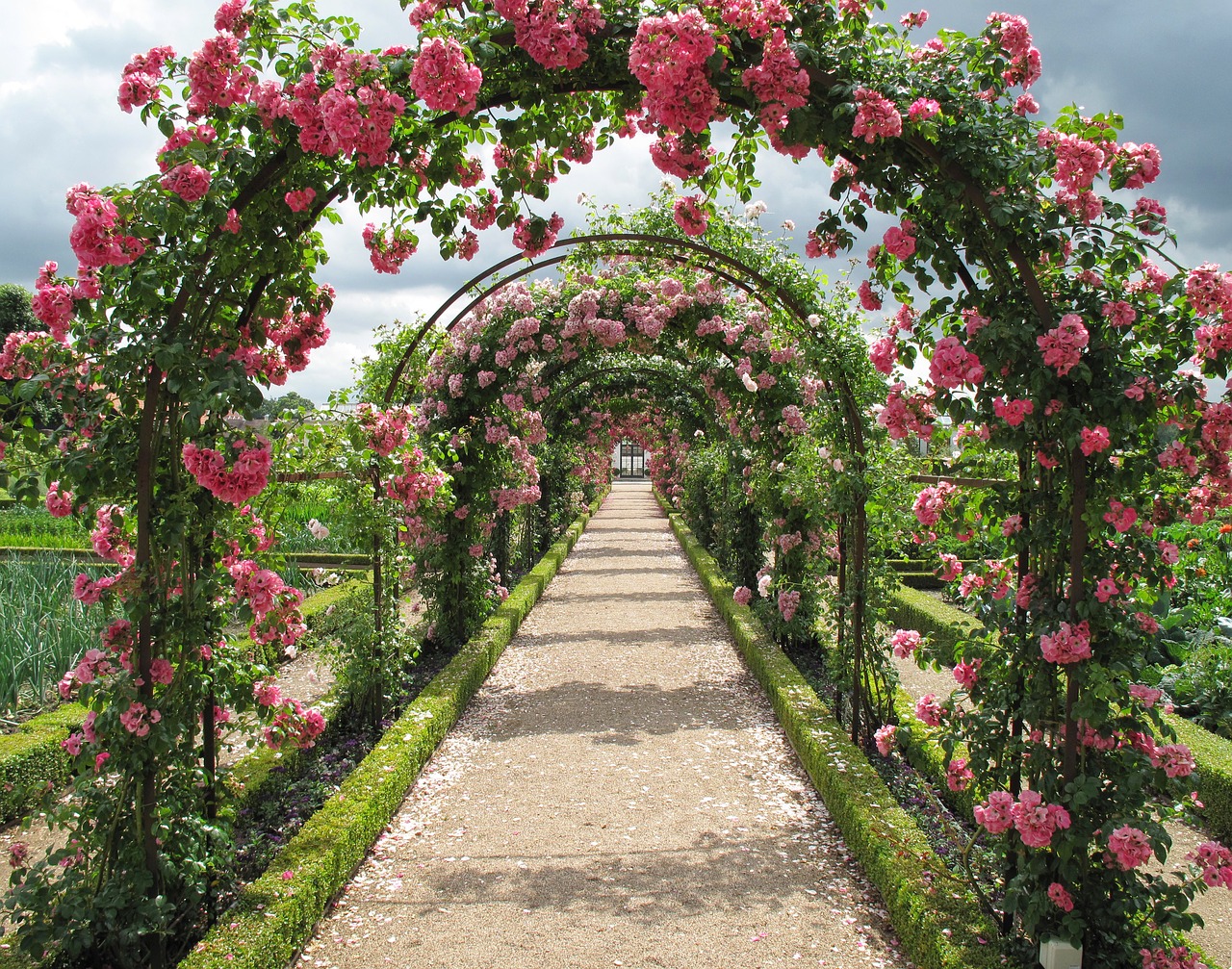 Rožės, Espalie, Turėti, Fredensborg, Rožių Sodas, Blomsterbue, Denmark, Gėlės, Gėlių Sodas, Nemokamos Nuotraukos