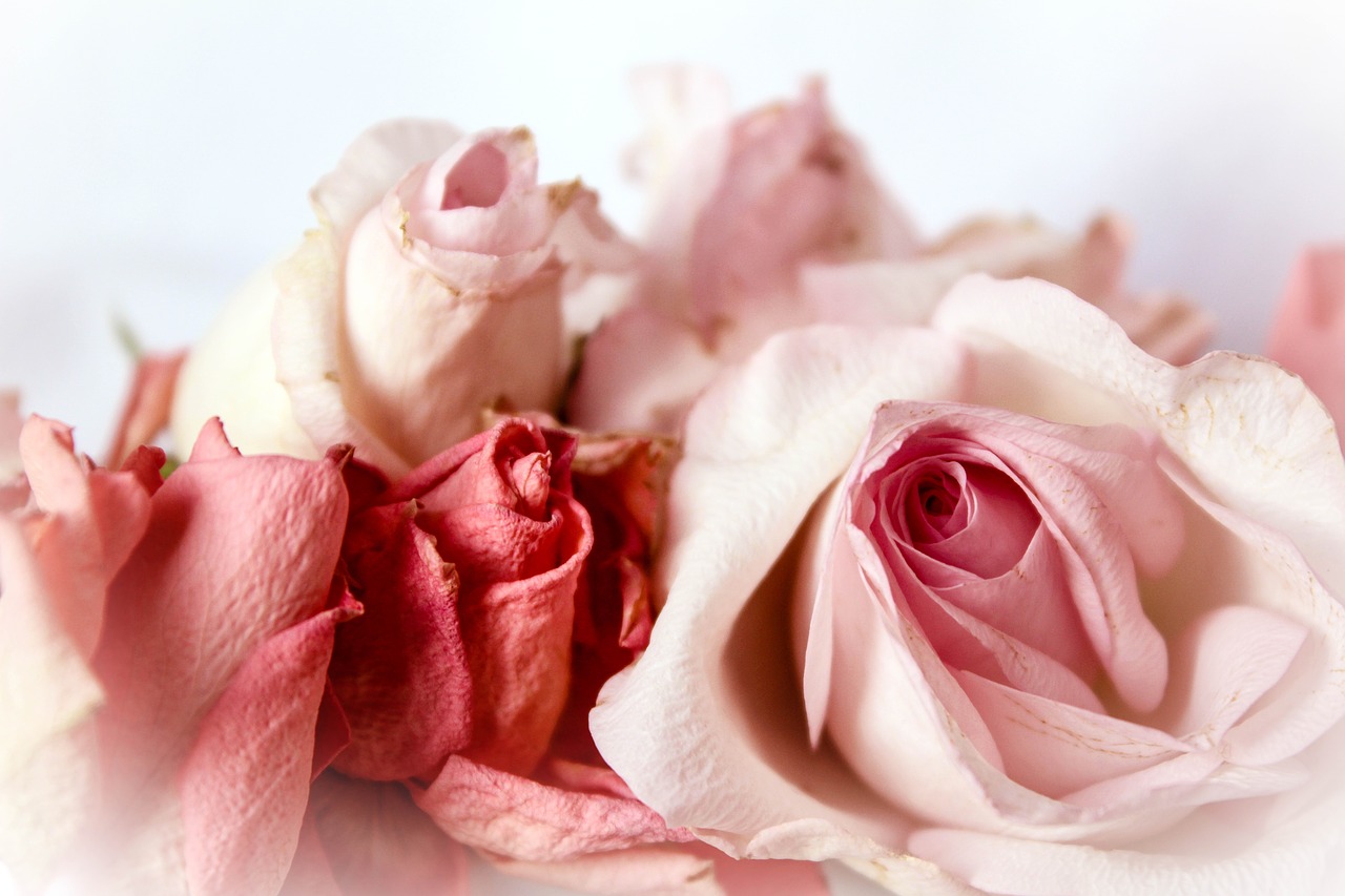 Rožės, Nostalgiškas, Žaismingas, Romantiškas, Gudrus, Elegantiškas, Vintage, Rožinės Rožės, Dekoratyvinis, Šalies Stilius