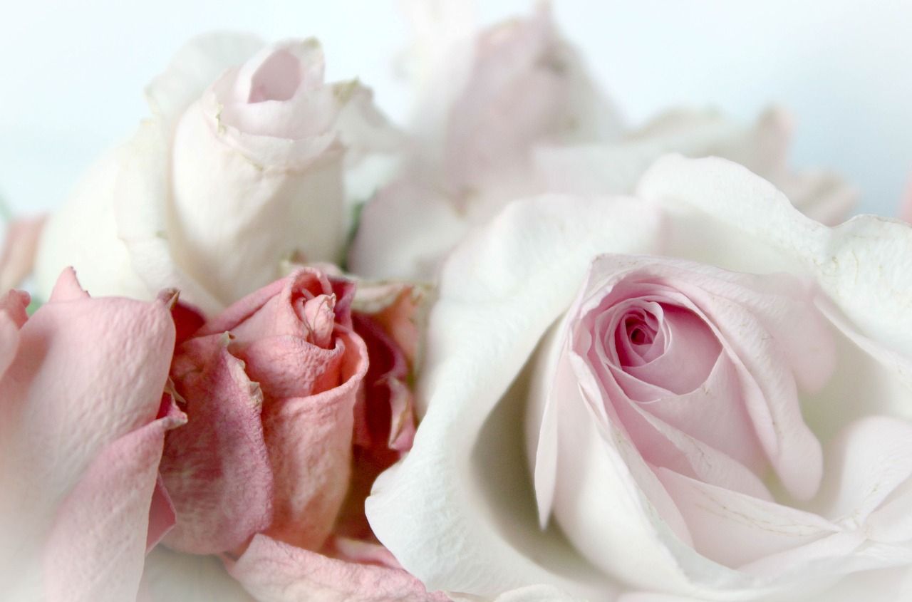 Rožės, Romantiškas, Fonas, Rožinis, Žvilgantis Rožinis, Vintage, Gudrus, Elegantiškas, Vestuvės, Kvietimas
