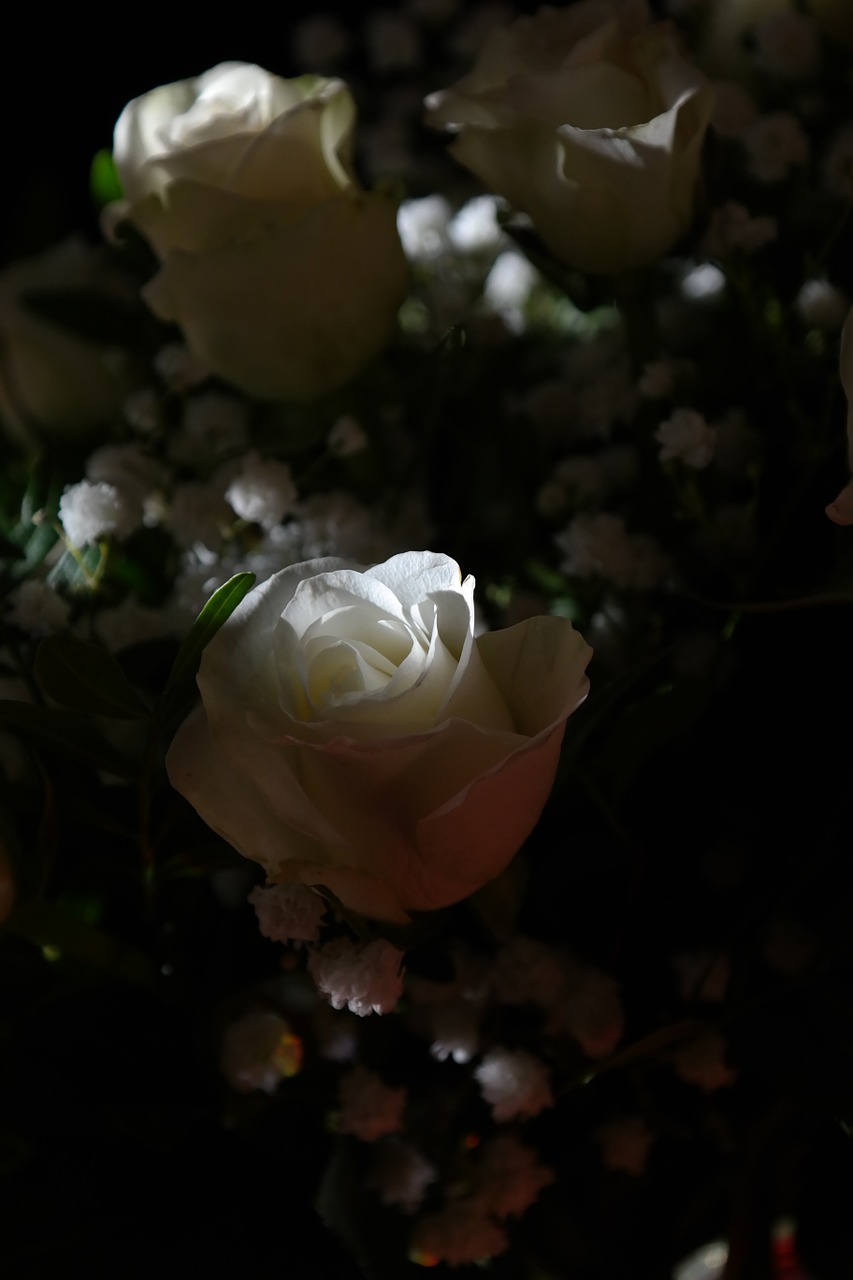 Rožės, Balta, Gėlė, Gėlės, Puokštė, Rožių Puokštė, Baltos Rožės, Nemokamos Nuotraukos,  Nemokama Licenzija