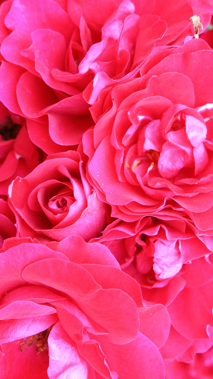 Rožės, Rožė, Gėlė, Raudona Roze, Rožinis, Gėlės, Purpurinės Gėlės, Nemokamos Nuotraukos,  Nemokama Licenzija
