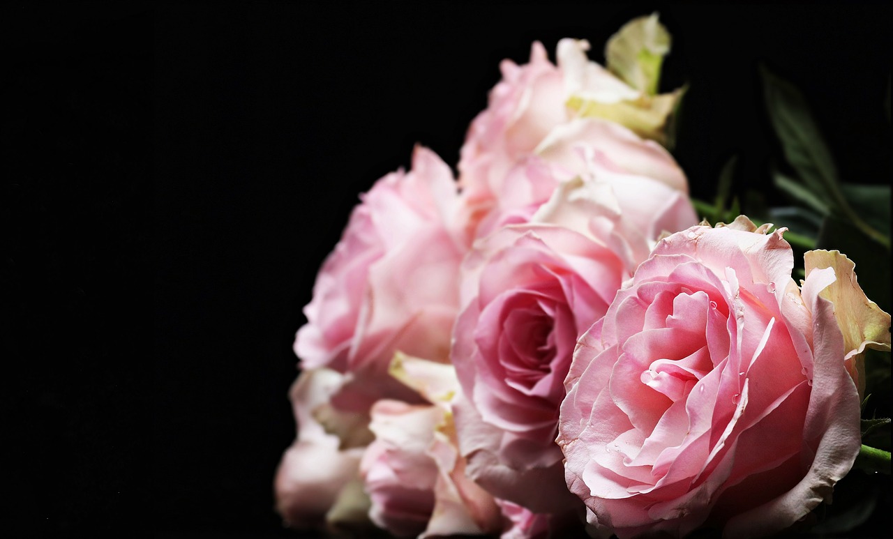 Rožės, Kilniosios Rožės, Rožinis, Rožinės Rožės, Gėlės, Flora, Švelnus, Atvirukas, Atvirukas, Gėlių Sveikinimas