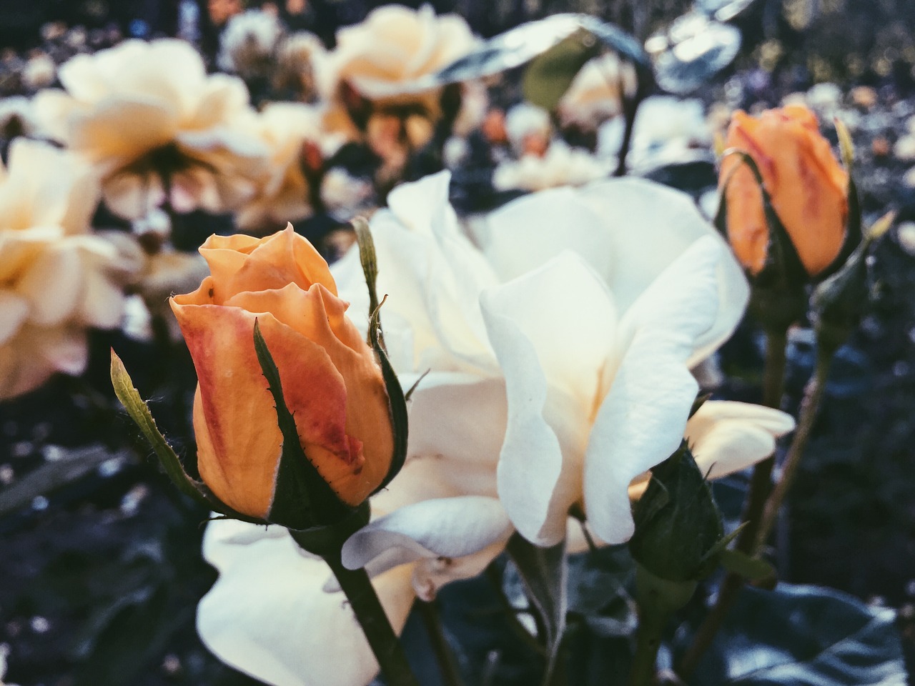 Rožės, Gėlės, Kvapas, Nemokamos Nuotraukos,  Nemokama Licenzija
