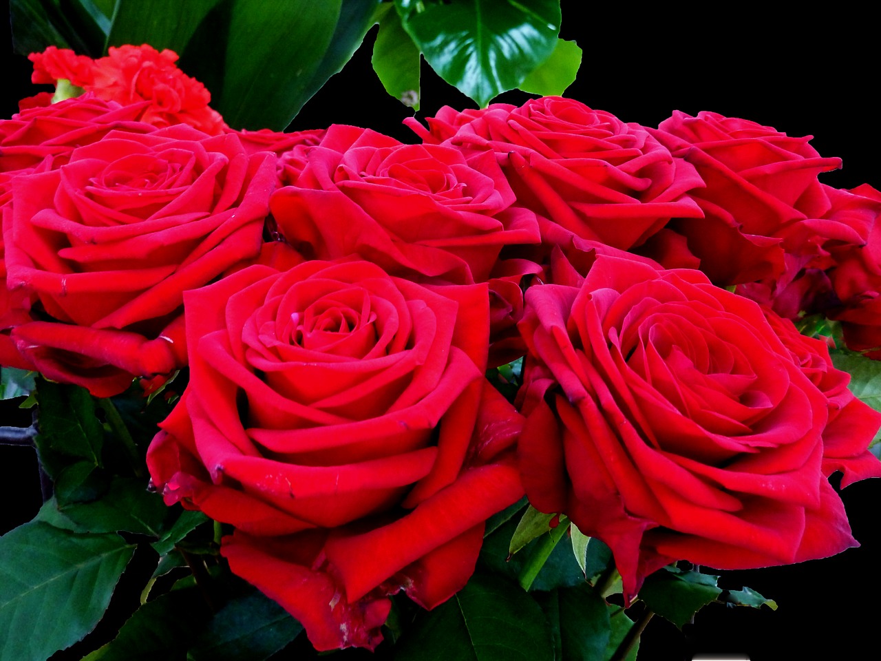 Rožės, Raudona, Raudona Roze, Gėlė, Žiedas, Žydėti, Išaugo Žydėti, Romantiškas, Raudonos Rožės, Rožių Žydėjimas
