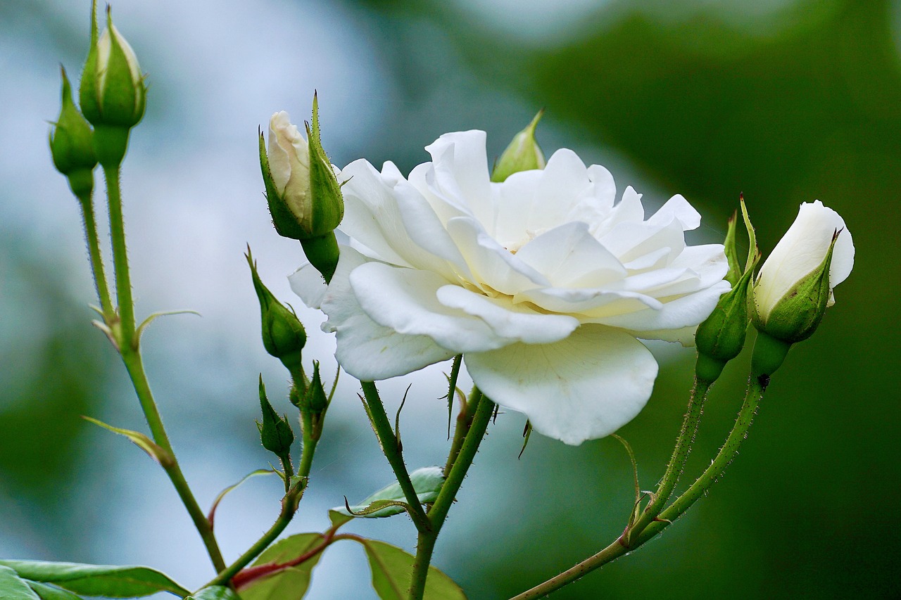 Rožės, Balta, Balta Rožė, Baltos Rožės, Gėlė, Gamta, Rožių Kelias, Išaugo Žydėti, Gėlės, Žiedas