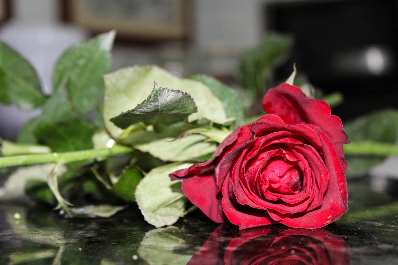 Rožės, Rosa, Gėlė, Raudona, Raudonos Rožės, Nemokamos Nuotraukos,  Nemokama Licenzija