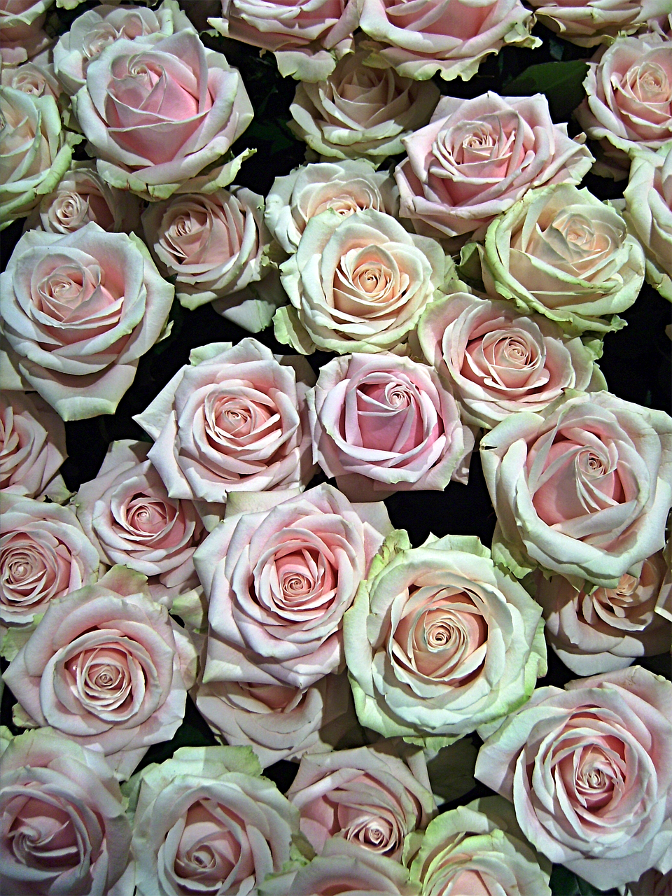 Rožės, Gėlės, Meilė, Romantiškas, Sėkmė, Romantika, Valentino Diena, Vestuvės, Gamta, Simbolis
