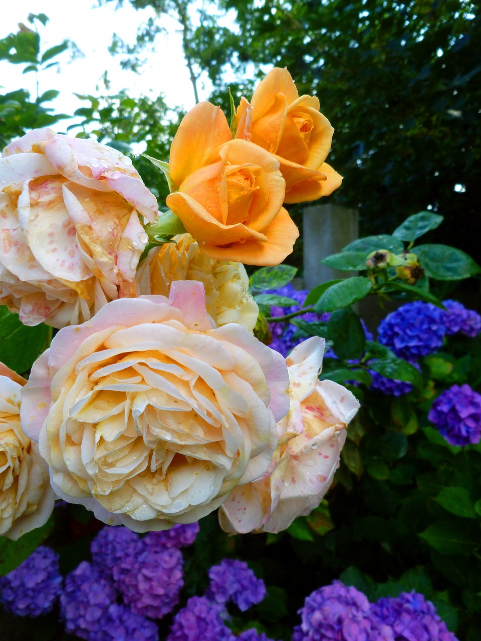 Rožės, Gėlės, Hydrangeas, Žiedas, Žydėti, Gamta, Vasara, Žalias, Grožis, Sodas