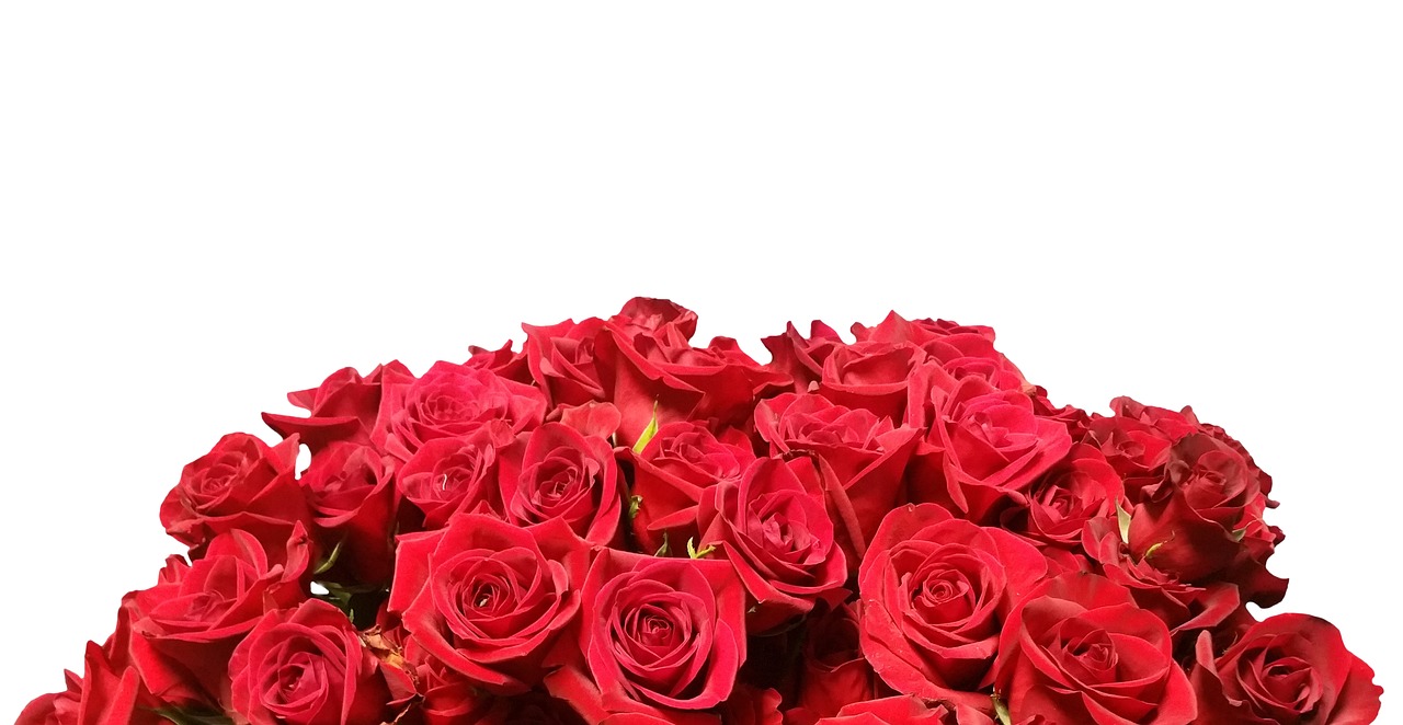 Rožės, Raudona, Raudonos Rožės, Raudona Roze, Gėlės, Romantika, Dovanos, Balta, Romantiškas, Gamta