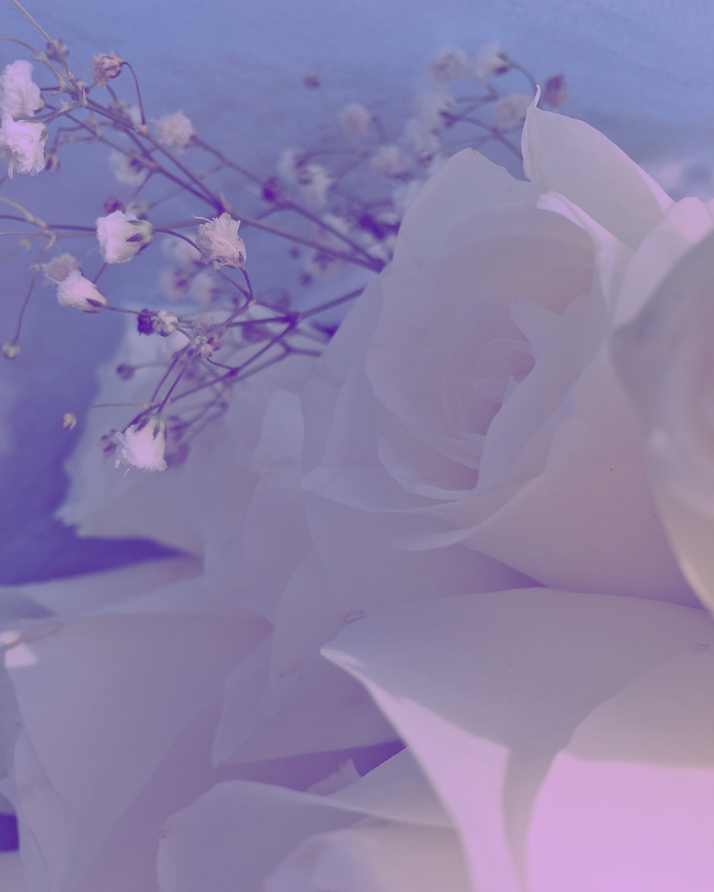 Rožės, Fotografija, Gėlė, Gėlių, Balta, Apdaila, Žiedas, Meilė, Gamta, Romantiškas