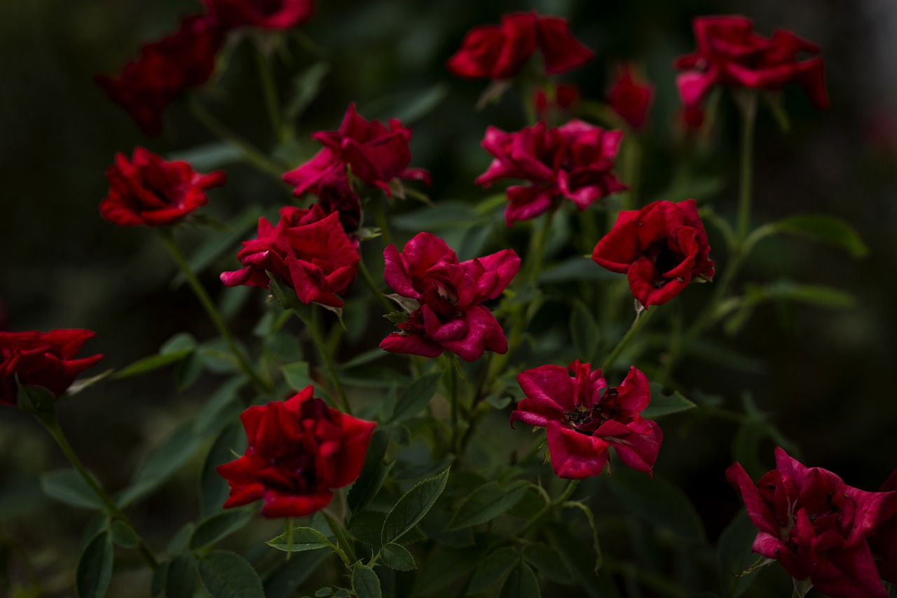 Rožės, Raudonos Rožės, Gėlės, Tamsi, Didelis Kontrastas, Nemokamos Nuotraukos,  Nemokama Licenzija