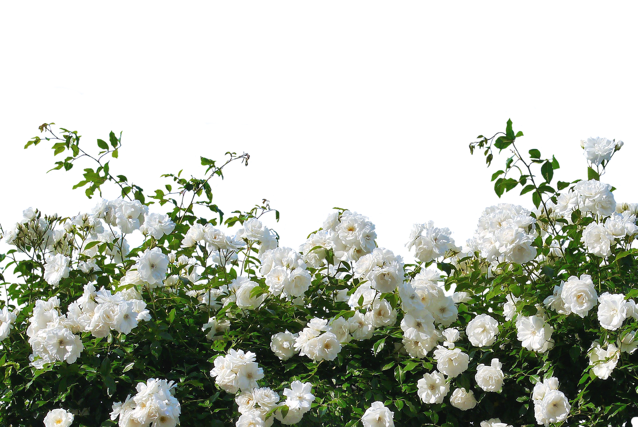 Rožės, Baltos Rožės, Gamta, Žiedas, Žydėti, Gėlė, Augalas, Sodo Rožė, Nemokamos Nuotraukos,  Nemokama Licenzija