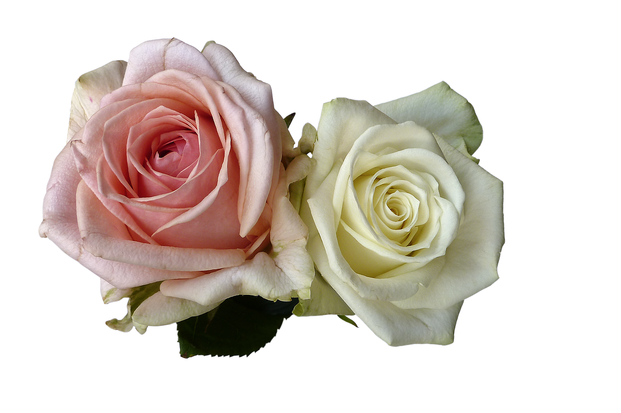 Rožės, Gėlės, Rožė, Balta, Rožinis, Romantiškas, Meilė, Romantika, Valentino Diena, Vestuvės
