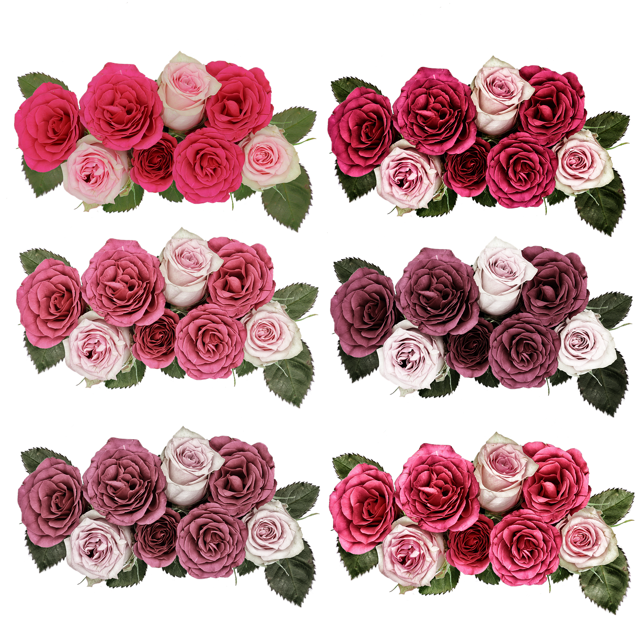 Rožės, Gėlės, Rožė, Rožinis, Sodas, Vasara, Serijos, Vestuvės, Romantika, Valentino Diena