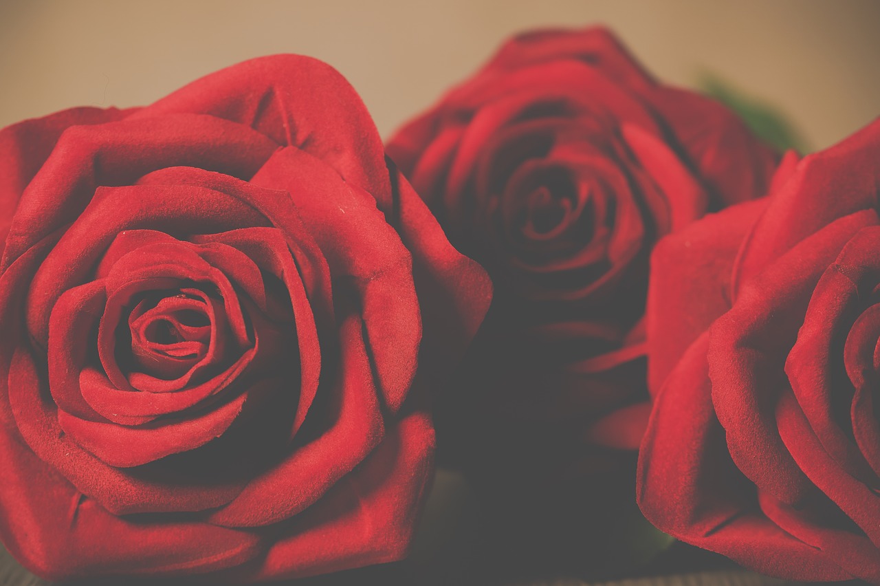 Rožės, Žiedlapis, Meilė, Romantiškas, Žydėjimas, Gėlės, Valentine, Raudona, Įsimylėjes, Gėlė