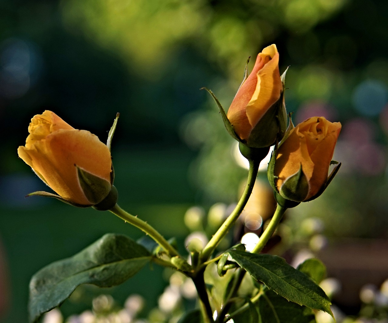 Rožės,  Geltona,  Žiedas,  Žydi,  Geltonos Rožės,  Padidėjo Žydėti,  Išaugo Žydėjimas,  Floribunda, Nemokamos Nuotraukos,  Nemokama Licenzija