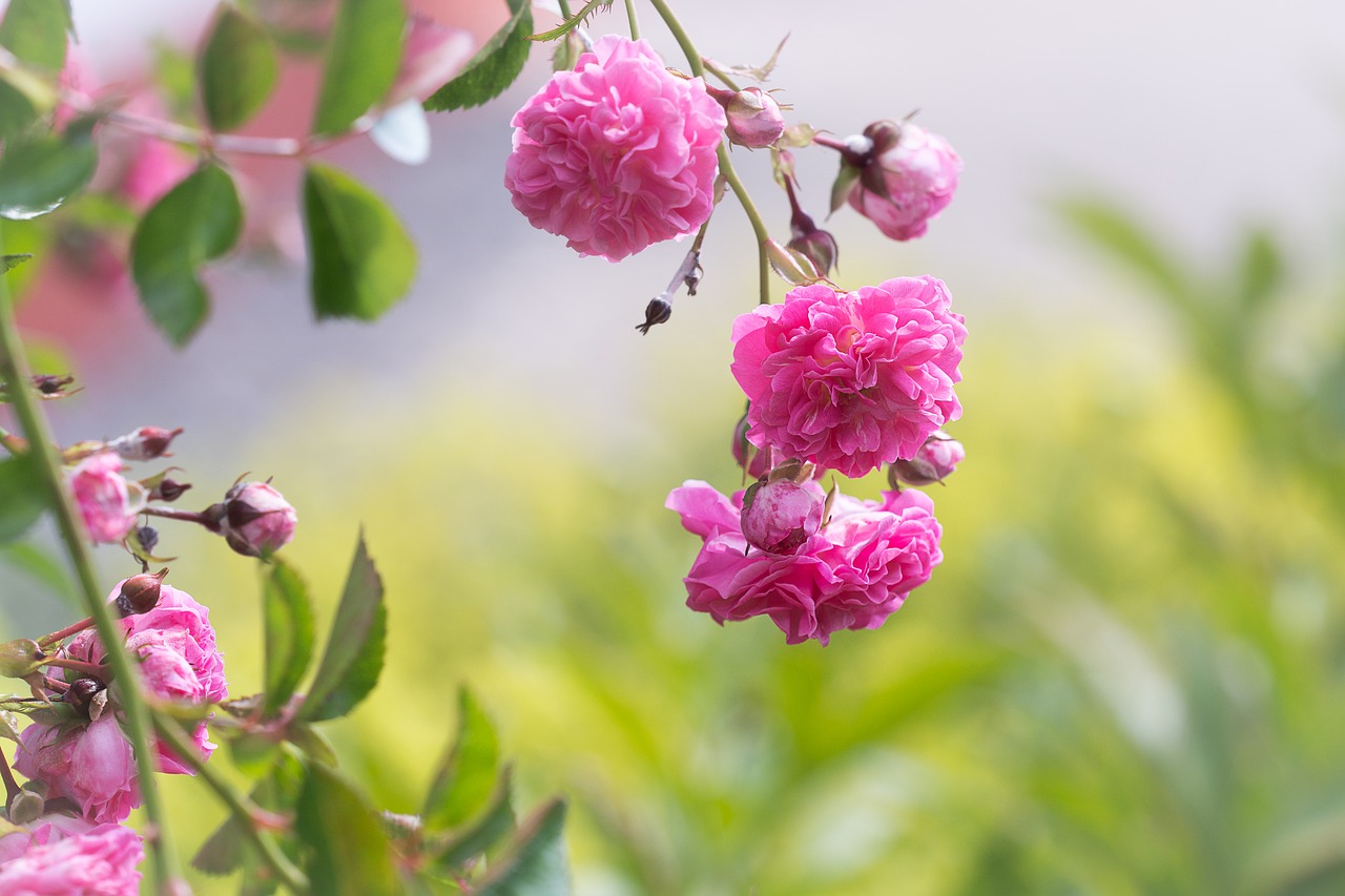 Rožės,  Rožinis,  Rožių Sodas,  Gėlės,  Rausvos Gėlės,  Pobūdį,  Vasara,  Floros,  Iš Arti,  Žydi