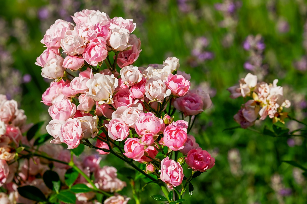 Rožės,  Brangus Rožių Krūmų,  Žydi,  Rožinis,  Pobūdį,  Gėlės,  Floros,  Augalų,  Kvapnios Rožės,  Gėlių Sodas