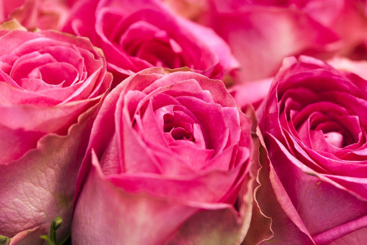 Rožės,  Rožinis,  Gėlės,  Puokštė,  Duomenys,  Gėlė,  Romantiškas,  Meilė,  Romantika,  Makro