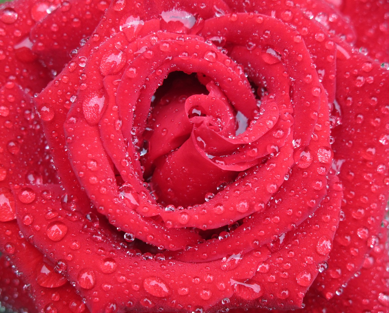 Rožės, Gėlės, Raudona Roze, Morgentau, Nemokamos Nuotraukos,  Nemokama Licenzija