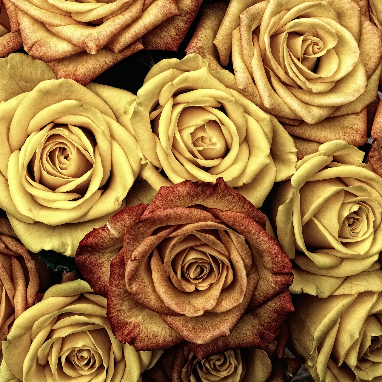 Rožės, Gėlė, Meilė, Raudona, Augalas, Valentine, Spalva, Rožė, Romantiškas, Romantika