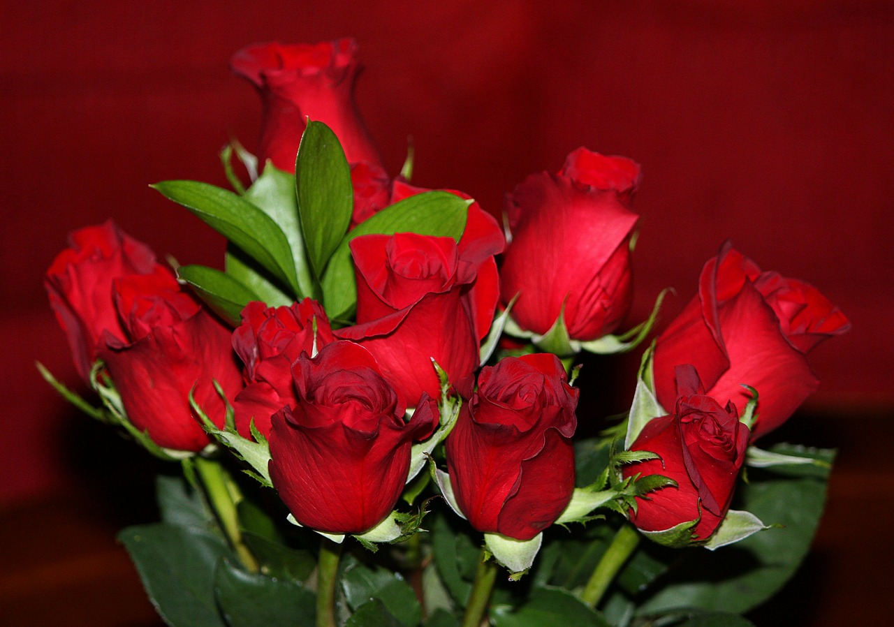 Rožės, Raudona, Gėlės, Flora, Daugiametis, Rosaceae, Meilė, Romantika, Valentine, Romantiškas