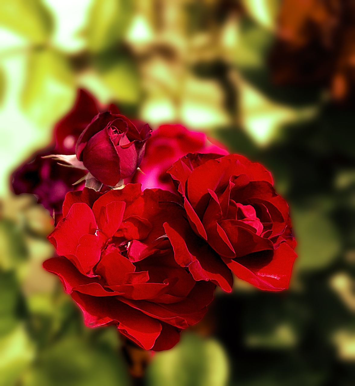 Rožės,  Raudona,  Raudonos Rožės,  Gėlės,  Padidinti,  Pilnai Žydėti,  Augalas,  Flora,  Gamta,  Iš Arti