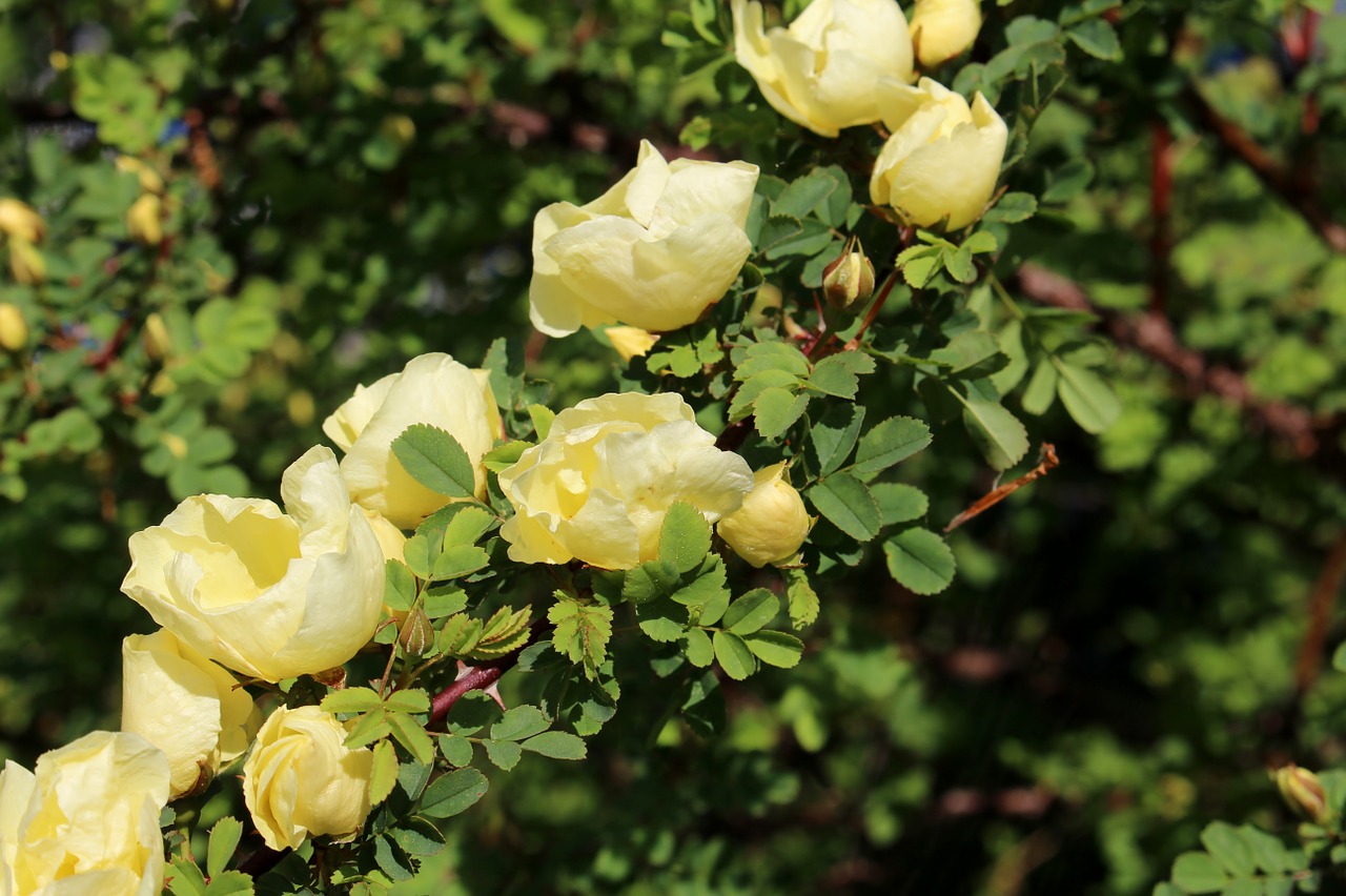 Rožės,  Wild Rose,  Kinų Aukso Rožė,  Išaugo Hugo,  Geltonos Spalvos,  Pavasaris, Nemokamos Nuotraukos,  Nemokama Licenzija