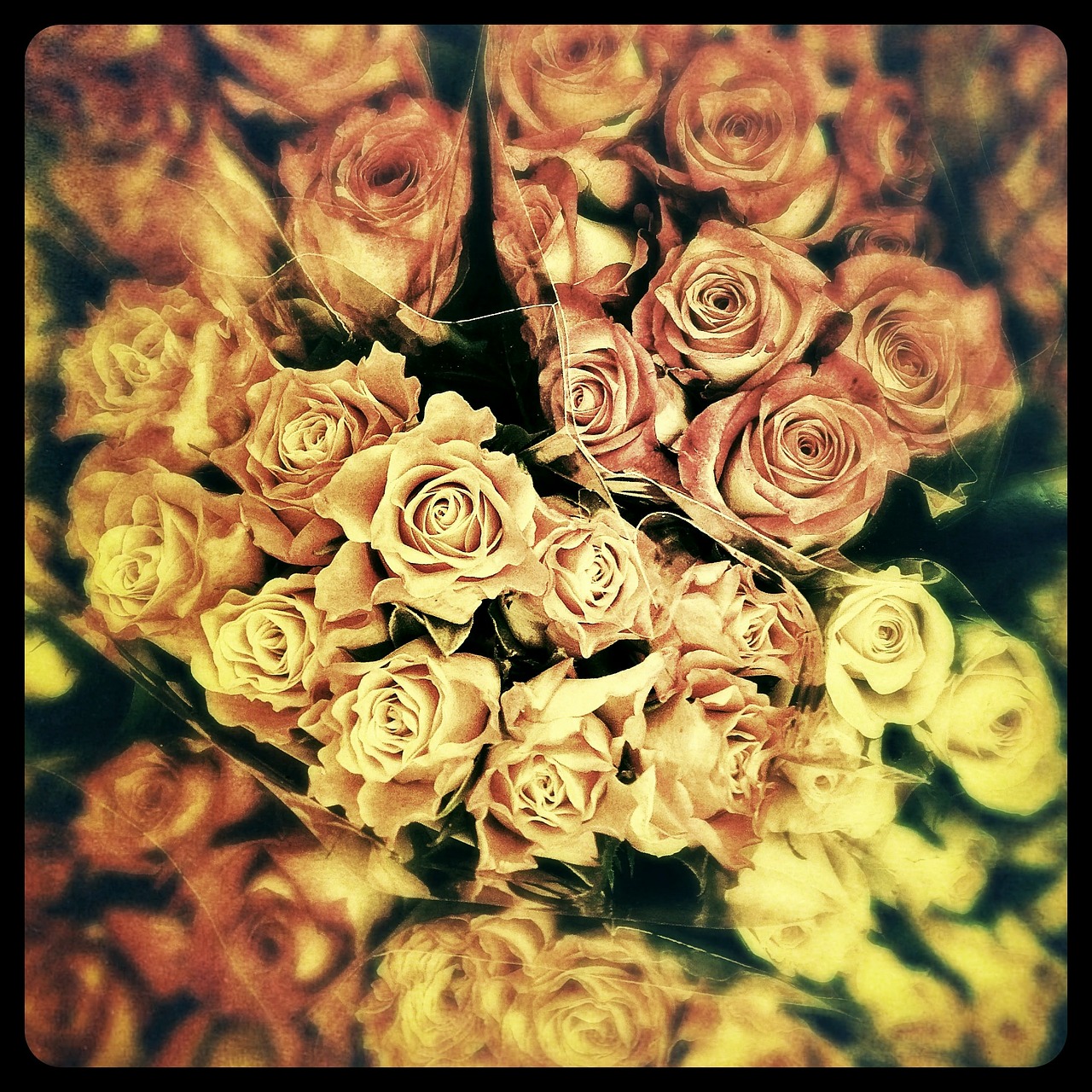 Rožės, Gėlės, Gėlė, Valentino Diena, Nemokamos Nuotraukos,  Nemokama Licenzija