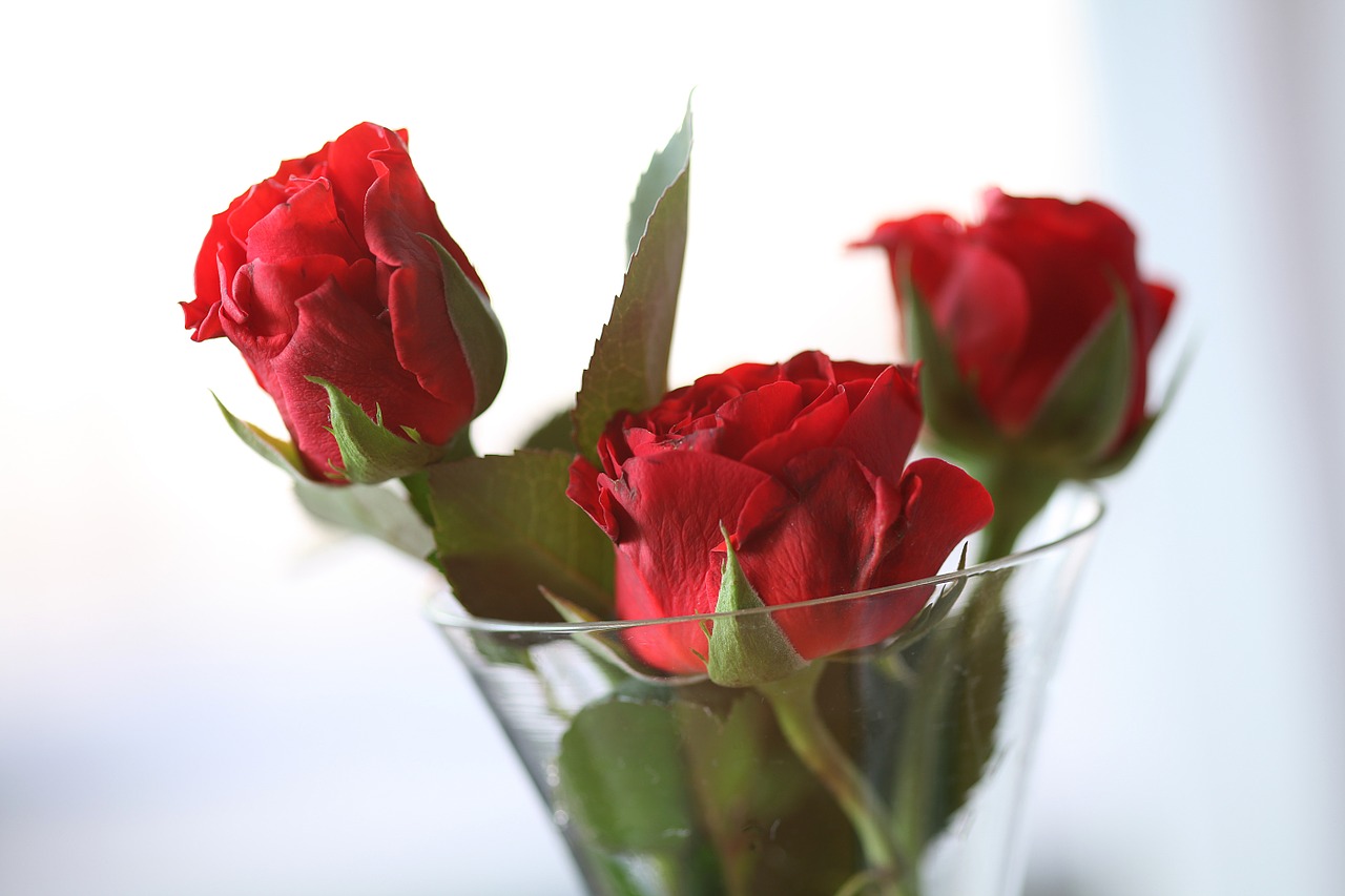 Rožės,  Rankos Pagalba,  Raudona,  Emocija,  Vazos,  Valentino Diena,  Laimingas,  Nuotaika,  Meilė, Nemokamos Nuotraukos