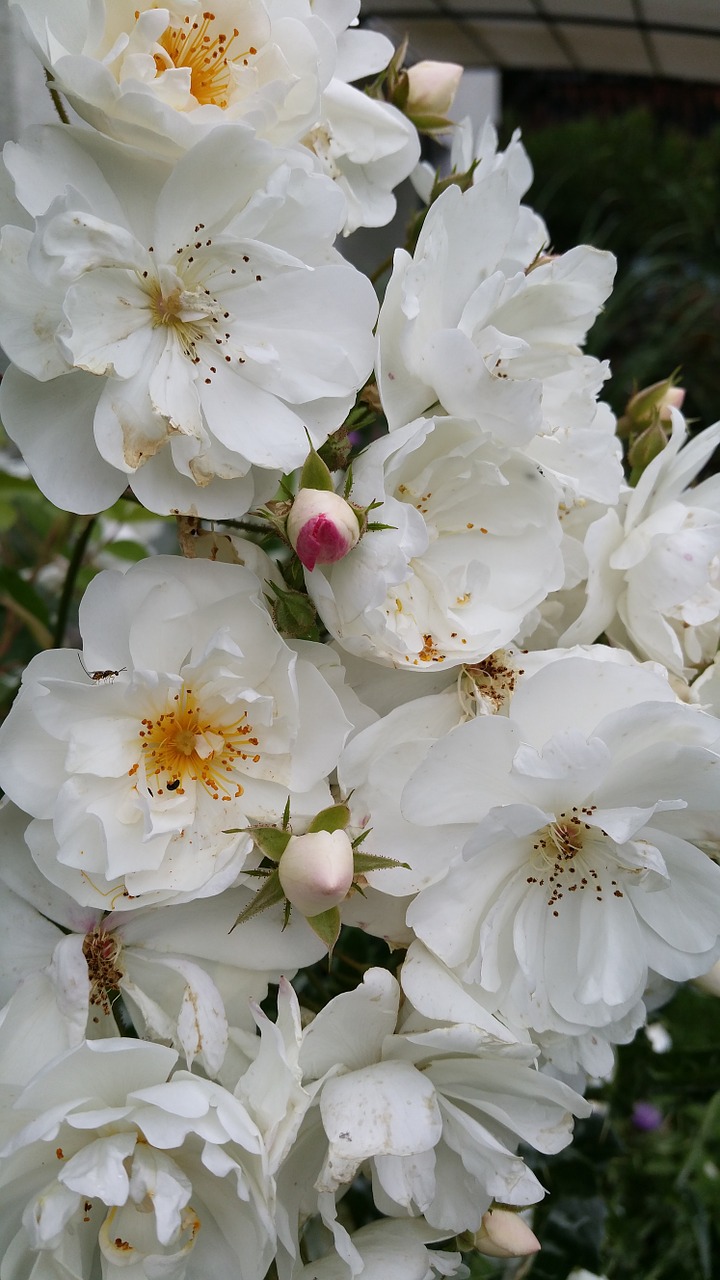 Rožės, Rožė, Augalas, Umbel, Aromatingas, Balta, Gražus, Krūmas Rožė, Budas, Rožinis Pumpuras