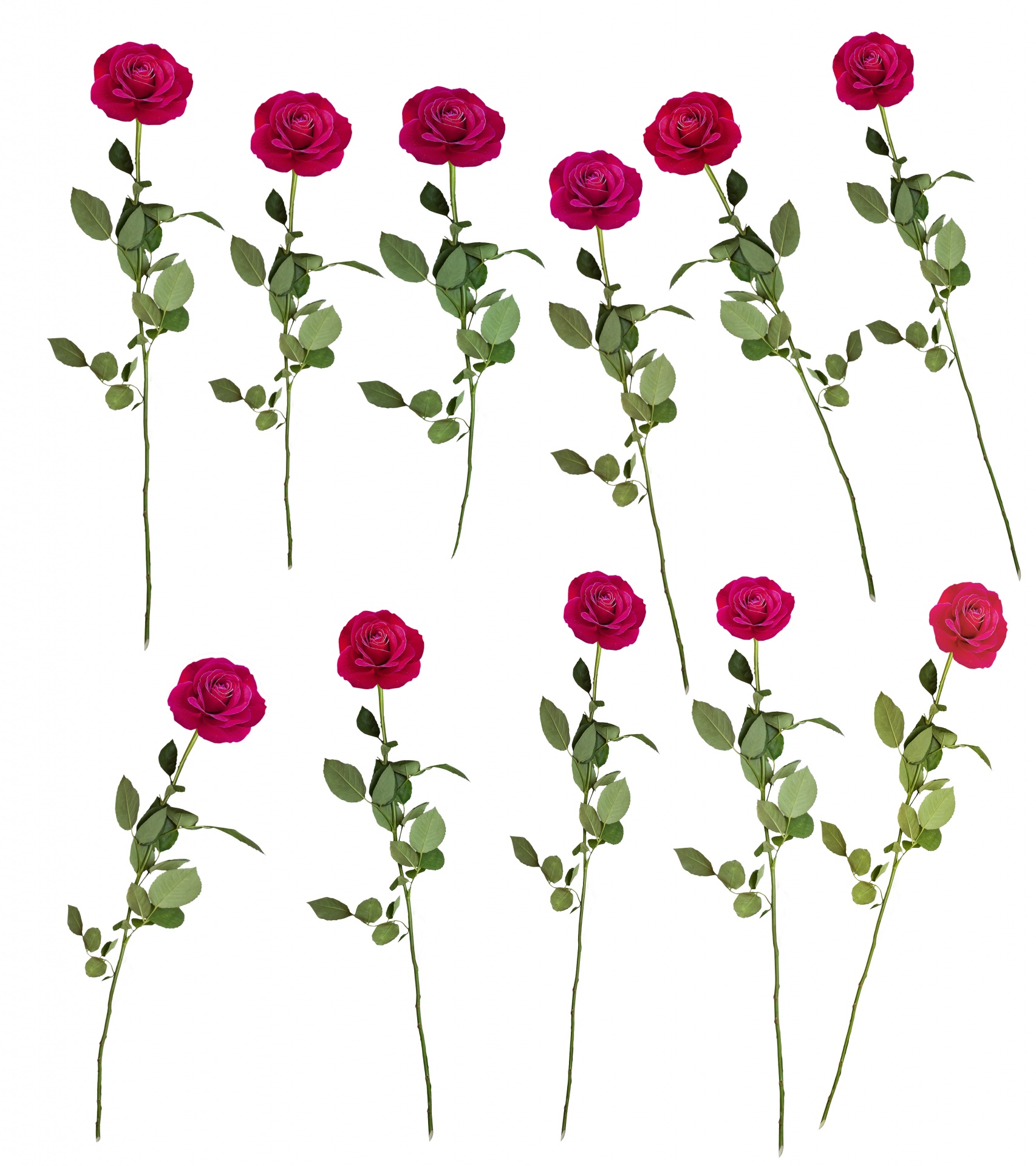 Rožė,  Rosa,  Gėlė,  Gėlės,  Izoliuotas,  Balta & Nbsp,  Fonas,  Raudona,  Aromatas,  Žydėti