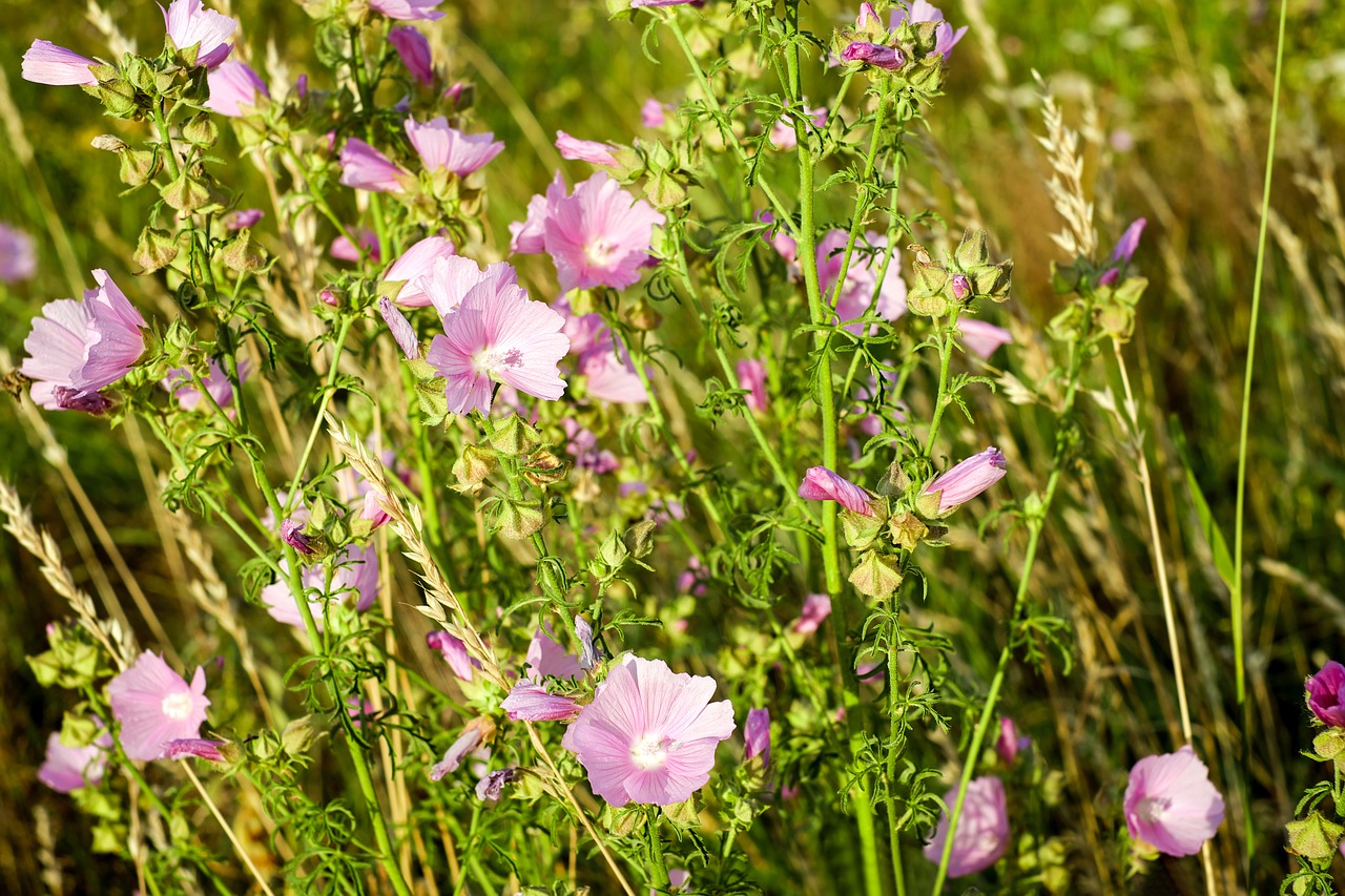 Rožės-Mallow, Gėlės, Gėlių Pieva, Gėlė, Rožė, Rožinis, Laukinė Gėlė, Mallow, Sigmar Wurz, Rožių Mėlynas