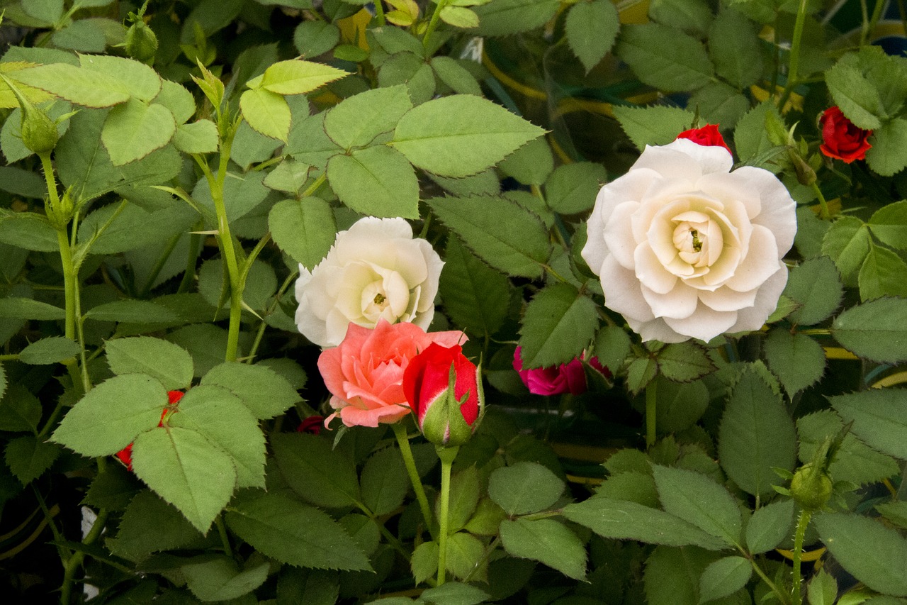 Rožės Mažos,  Rožės,  Gėlė,  Rosa,  Augalų,  Pobūdį,  Žiedlapis,  Gėlės,  Sodas, Nemokamos Nuotraukos