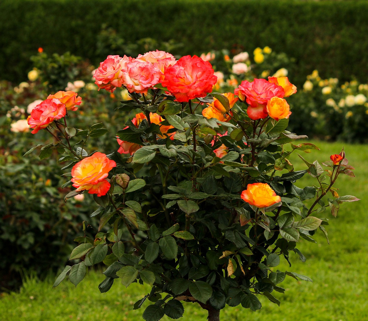 Rosetree, Rožių Medis, Kintančios Rožės, Geltona, Rožinis, Oranžinė, Žiedai, Gėlės, Aromatingas, Nemokamos Nuotraukos