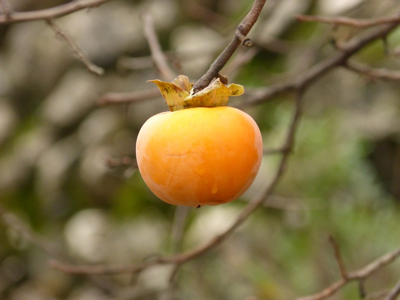 Rosewood, Ruduo, Oranžinė, Nemokamos Nuotraukos,  Nemokama Licenzija