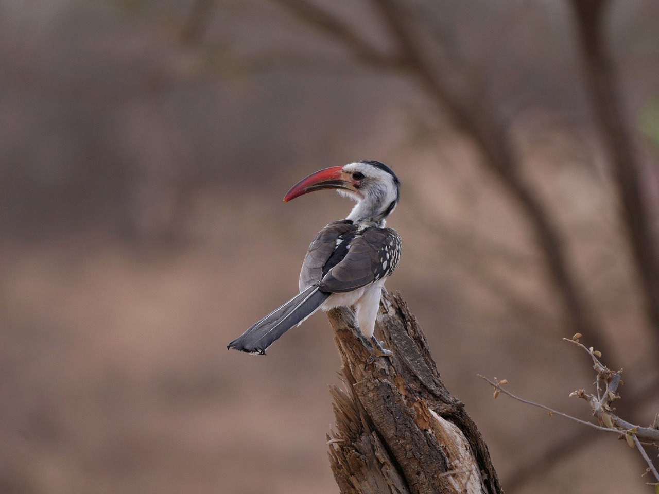 Rotschnabeltoko, Afrika, Ragas, Paukštis, Gyvūnas, Safari, Samburu, Nacionalinis Parkas, Kenya, Sąskaitą