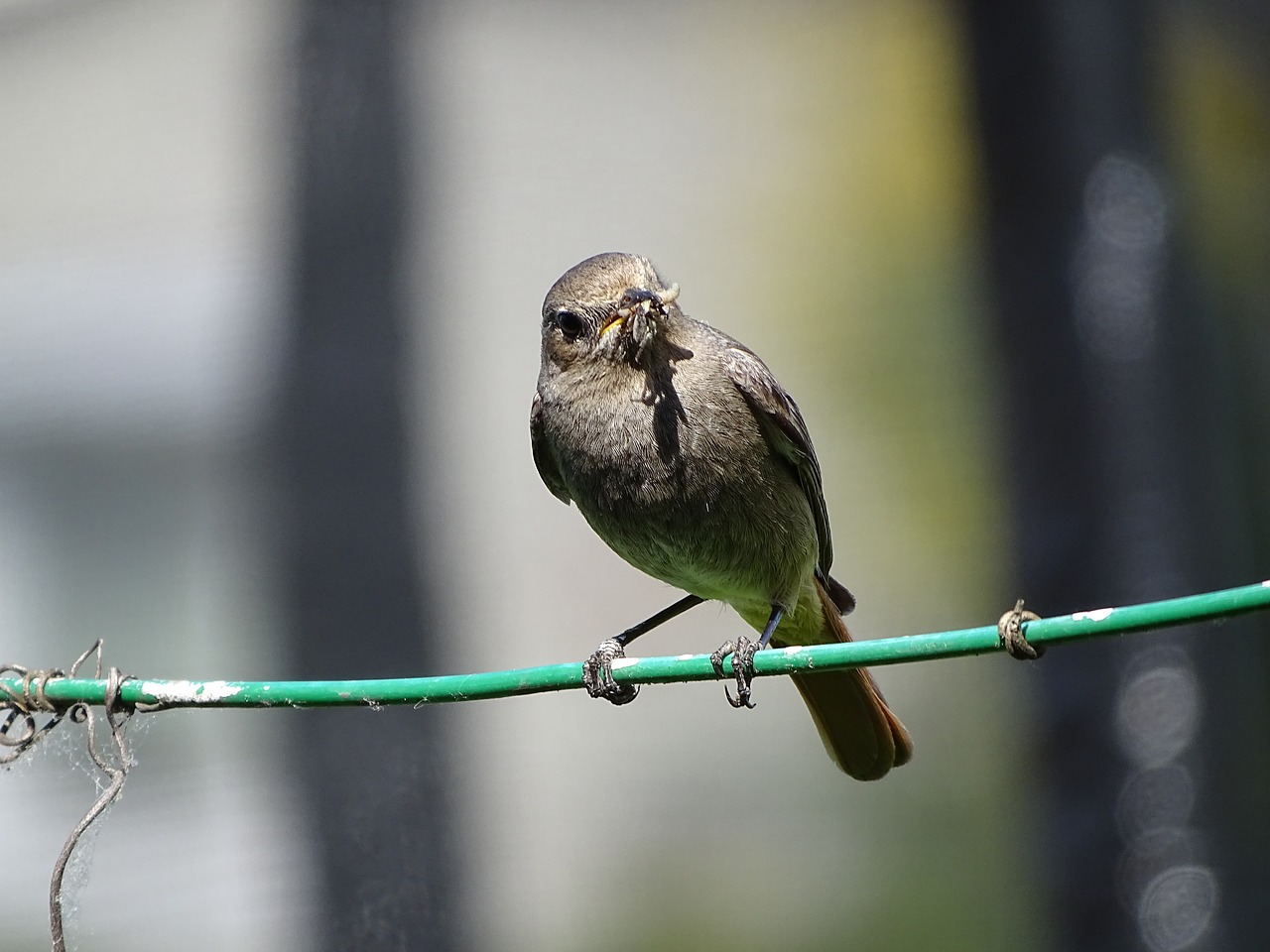 Rotschwaenzchen,  Dūminė Raudonuodegė,  Paukštis,  Sperling,  Songbird,  Musinukiniai,  Maitinti, Nemokamos Nuotraukos,  Nemokama Licenzija