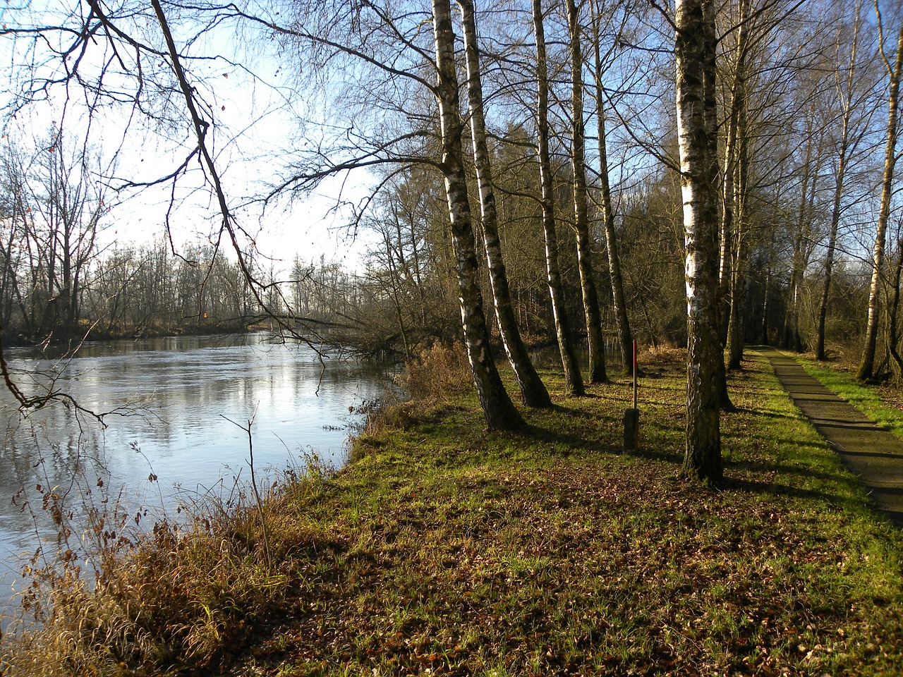 Rottenacker, Danube, Munderkingen, Beržas, Alėja, Nemokamos Nuotraukos,  Nemokama Licenzija