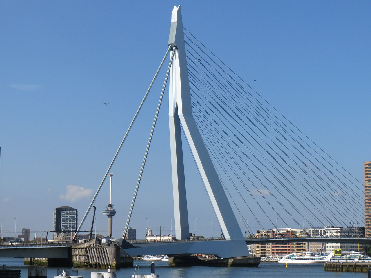 Rotterdam, Metropolis, Erasmo Tiltas, Maratonas, Nemokamos Nuotraukos,  Nemokama Licenzija